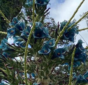 10.- IMG-20221119-WA0074_1